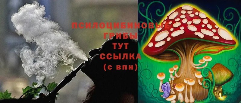 Галлюциногенные грибы Psilocybine cubensis  где купить   Бежецк 