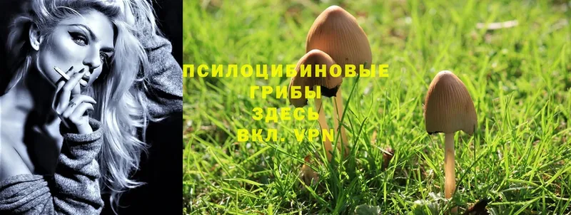Псилоцибиновые грибы мухоморы Бежецк